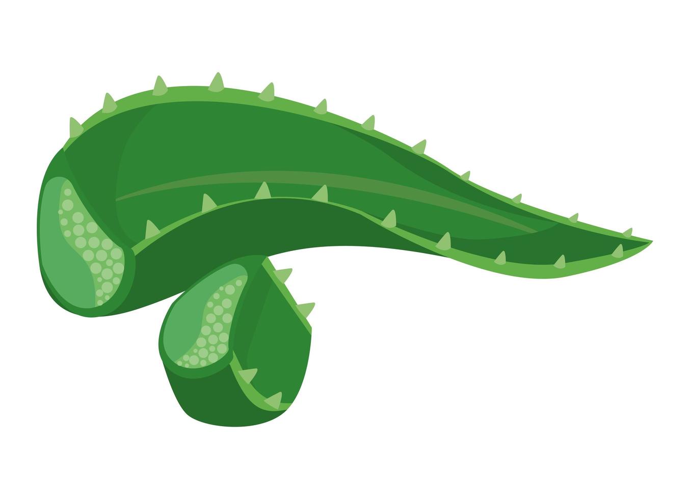 aloe leaf icon vector