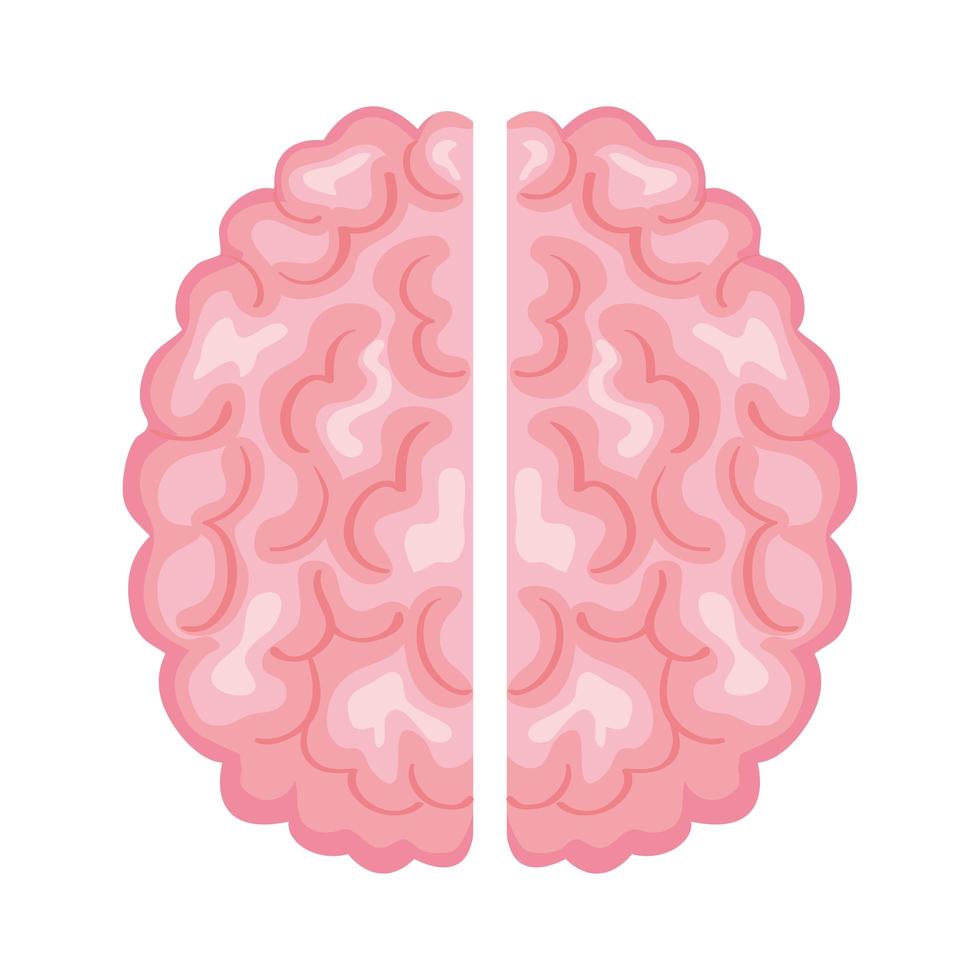 cerebro humano organo vector