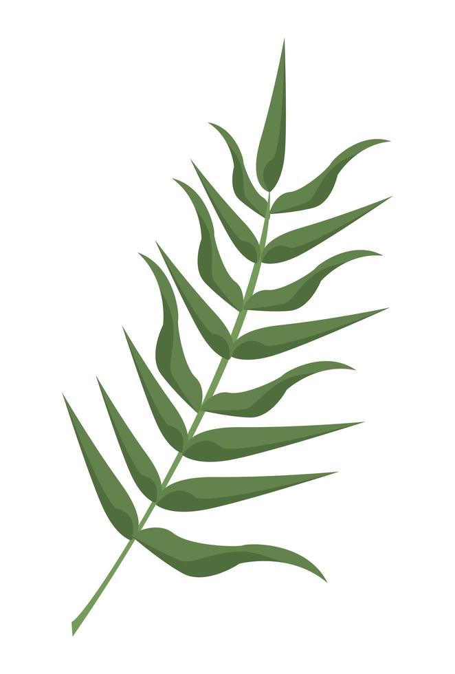 palm tropical leaf vector