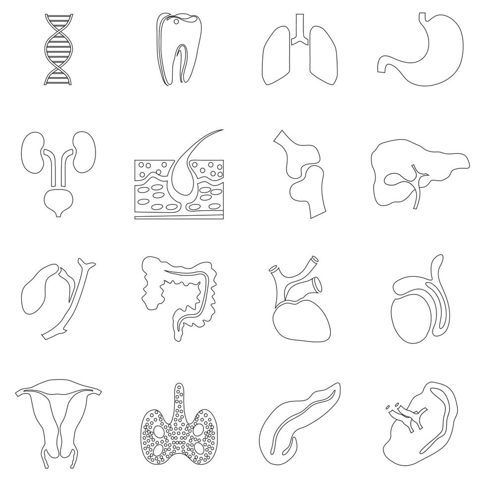 Internal organs icons set, outline style vector