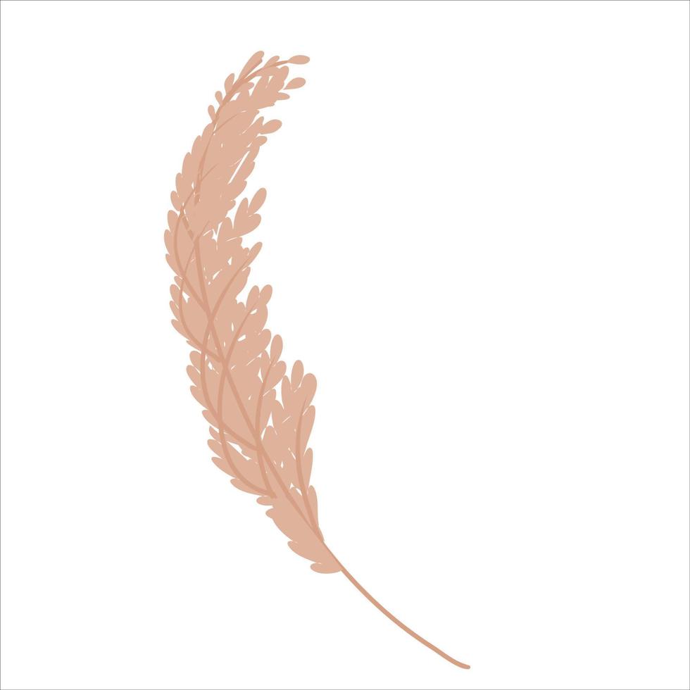 Pampas grass wheat is isolated on a white background. Pampas for the design of jewelry, invitations, and postcards. Vector illustration in a flat style