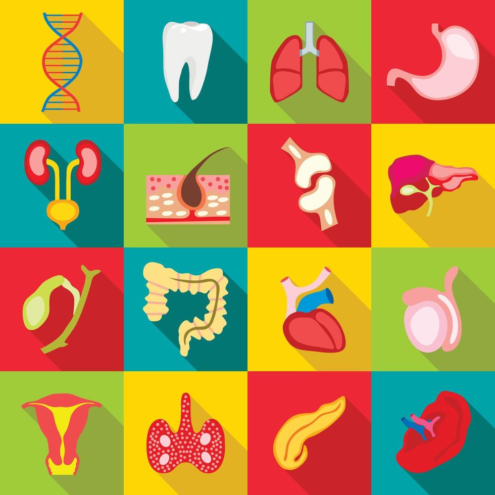 Internal organs icons set, flat style vector