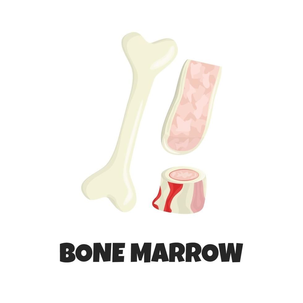 Vector Realistic Illustration of Raw Bone Marrow. Concept Design of Beef Bone Pieces like Ingredient of Nutrition for Carnivore Diet in Flat Style. Meaty Appetizer of Premium Quality