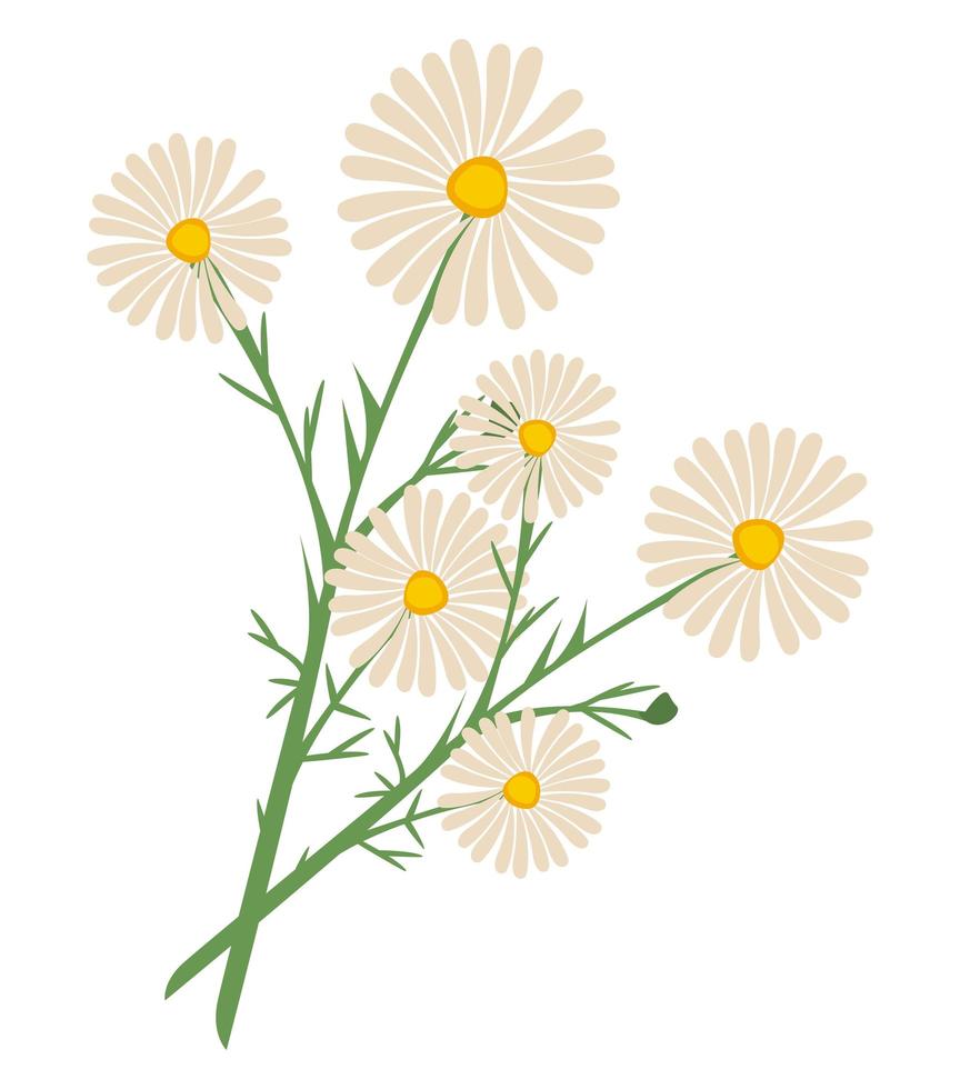 chamomile flower plant vector