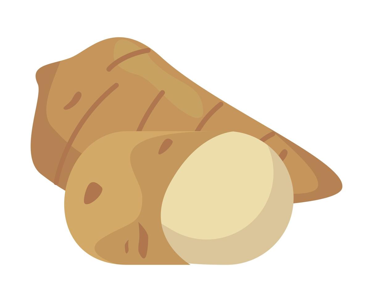 ginger vegetable icon vector