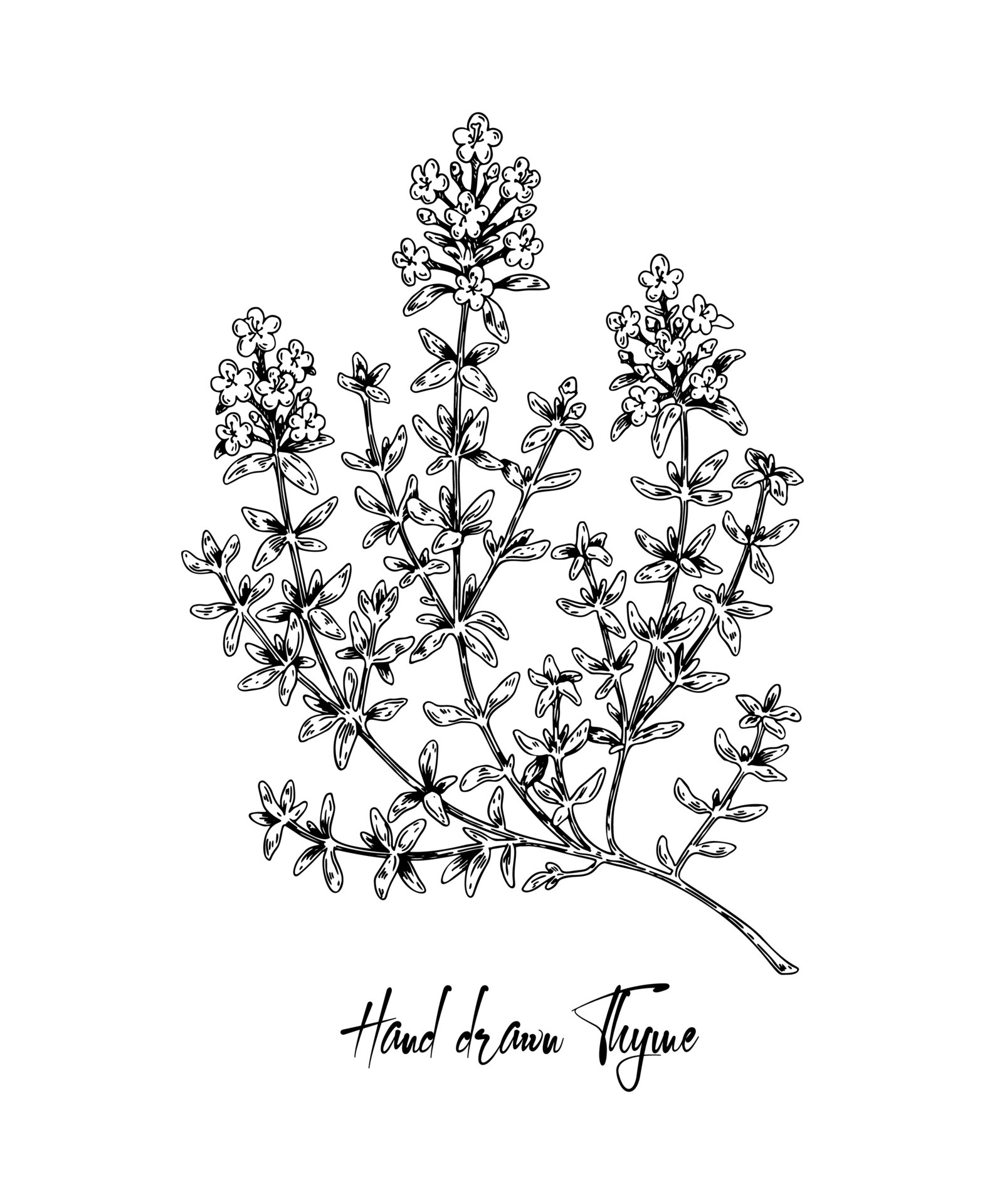 Hand drawn thyme in bloom vector illustration isolated on white