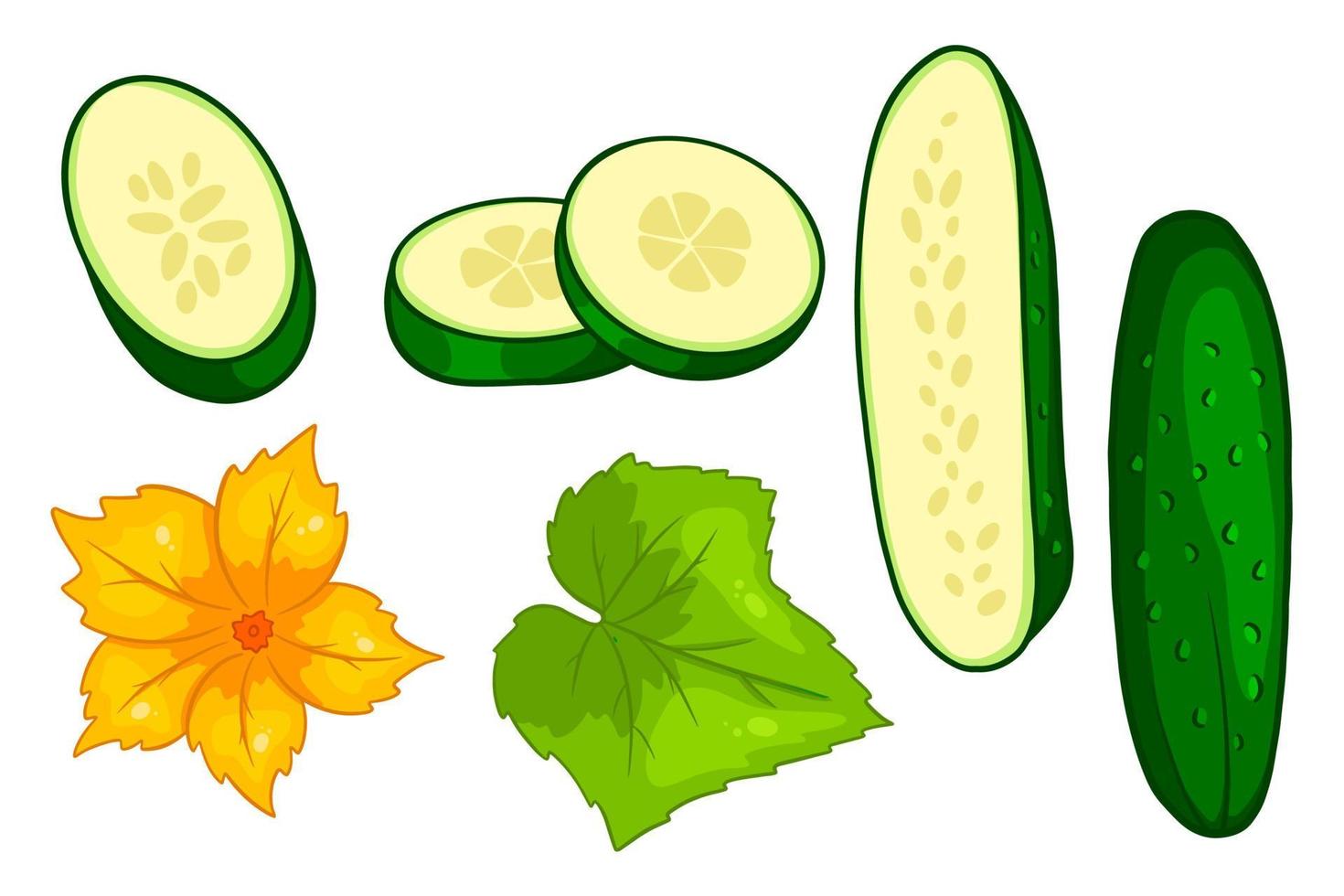 Cucumber set. Fresh cucumbers, wedges, half a cucumber, flower and leaf. vector