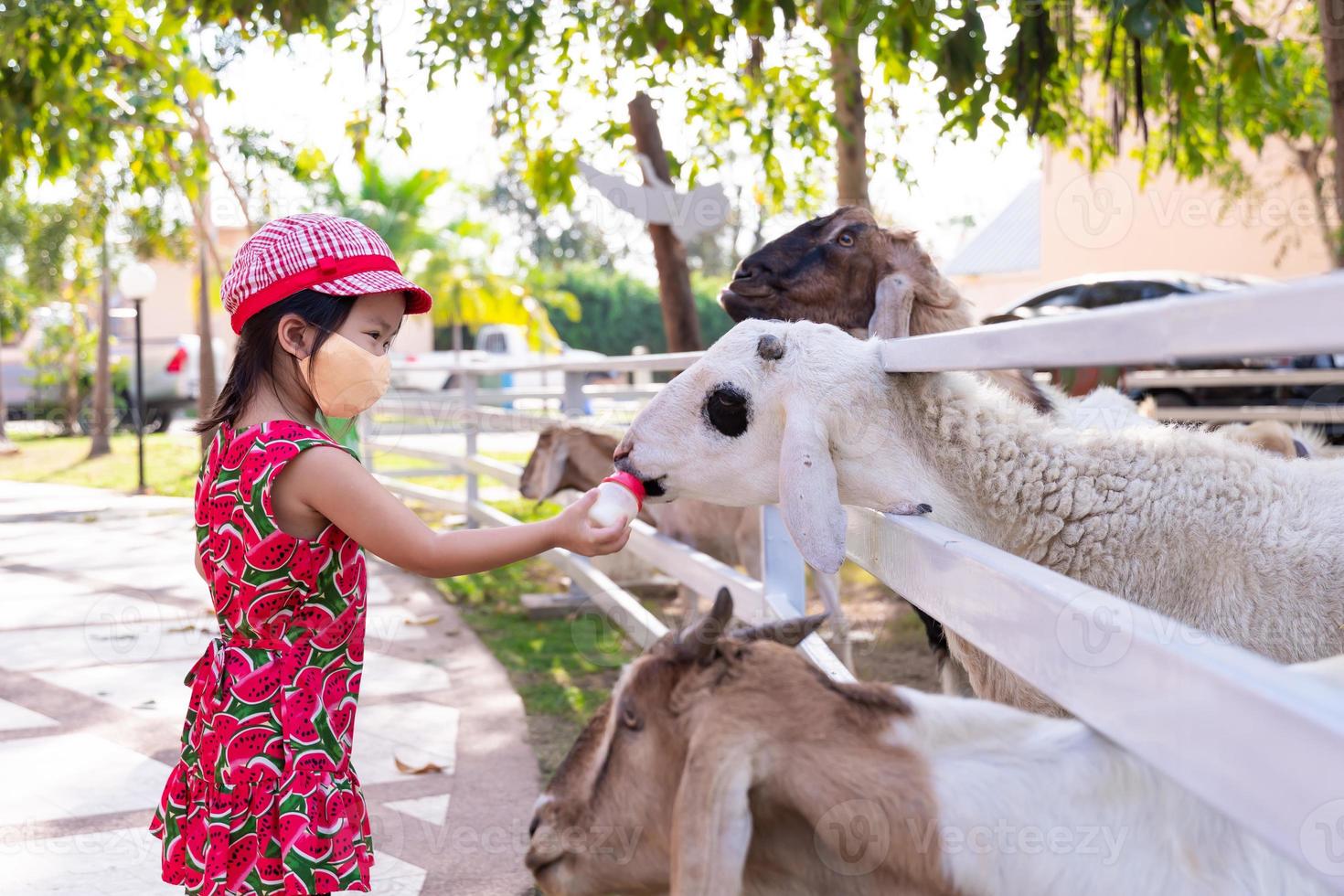 niño con máscara para prevenir el brote de coronavirus covid-19, viajando a un zoológico. Niña alimentando a los animales con leche de comida de oveja con botellas de plástico Leche en la valla blanca. un niño de 4 años disfruta criando animales. foto