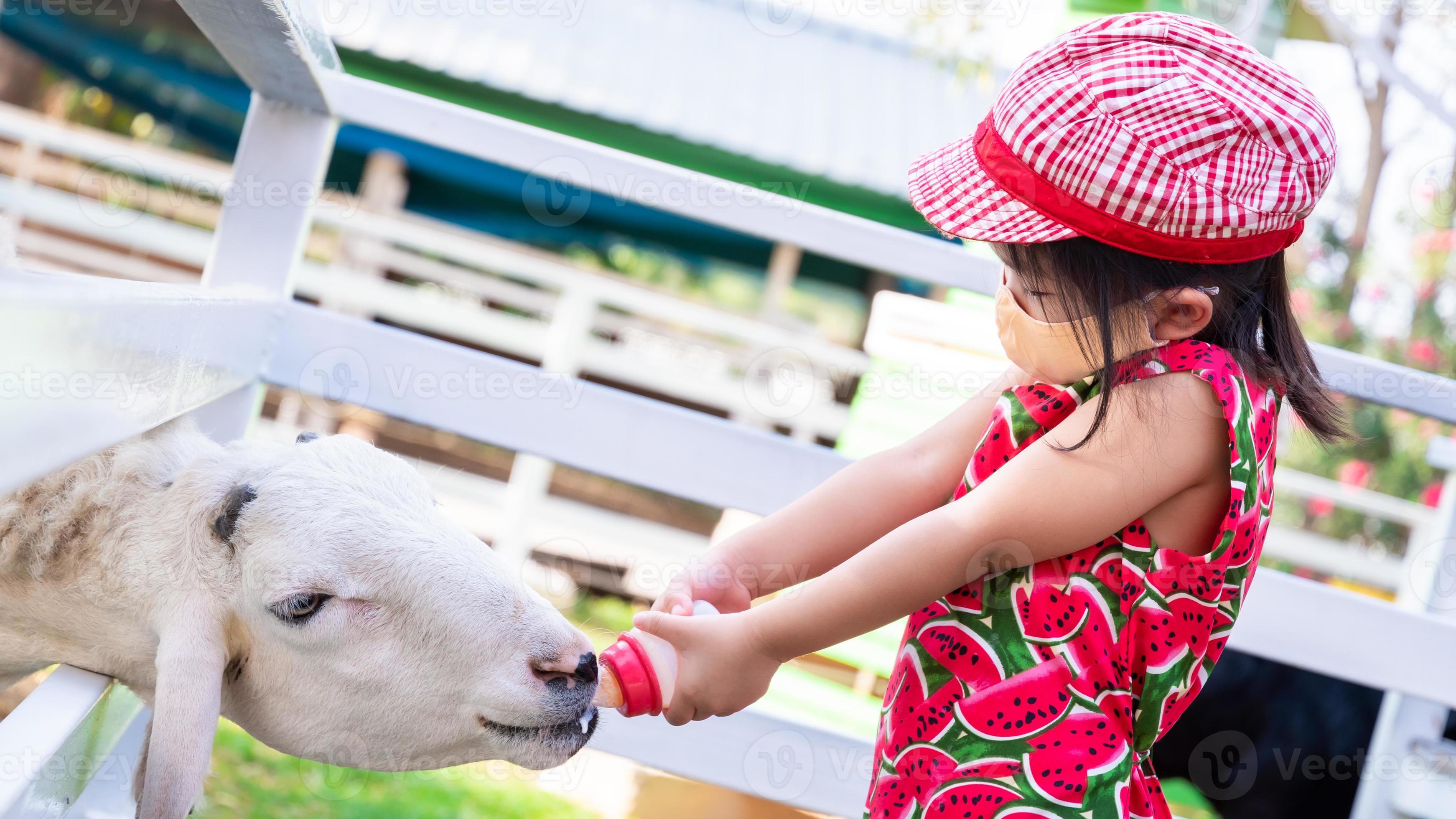 Girl wear orange cloth mask to prevent spread of COVID-19 disease. Child is  touring animal farm. Happy kid feeding milk to white goat. A 4 year old is  wearing a red hat