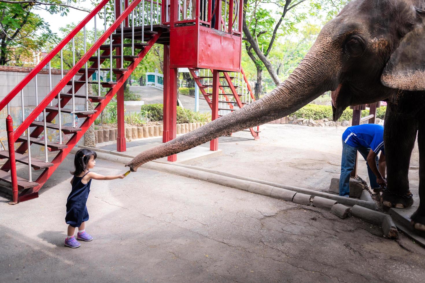 Asian preschool girl learn to feed the elephants. Children raising animals. Child was holding the banana in hand to proboscis elephant. Kid aged 3 year old cute black dress. Outside learning concept. photo