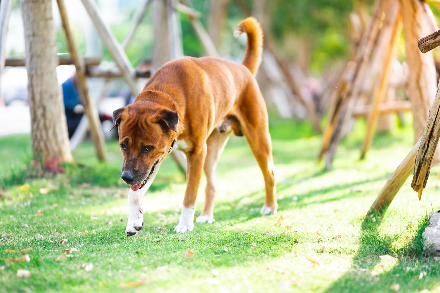 un perro marrón camina sobre la hierba del parque. un caballo macho. foto