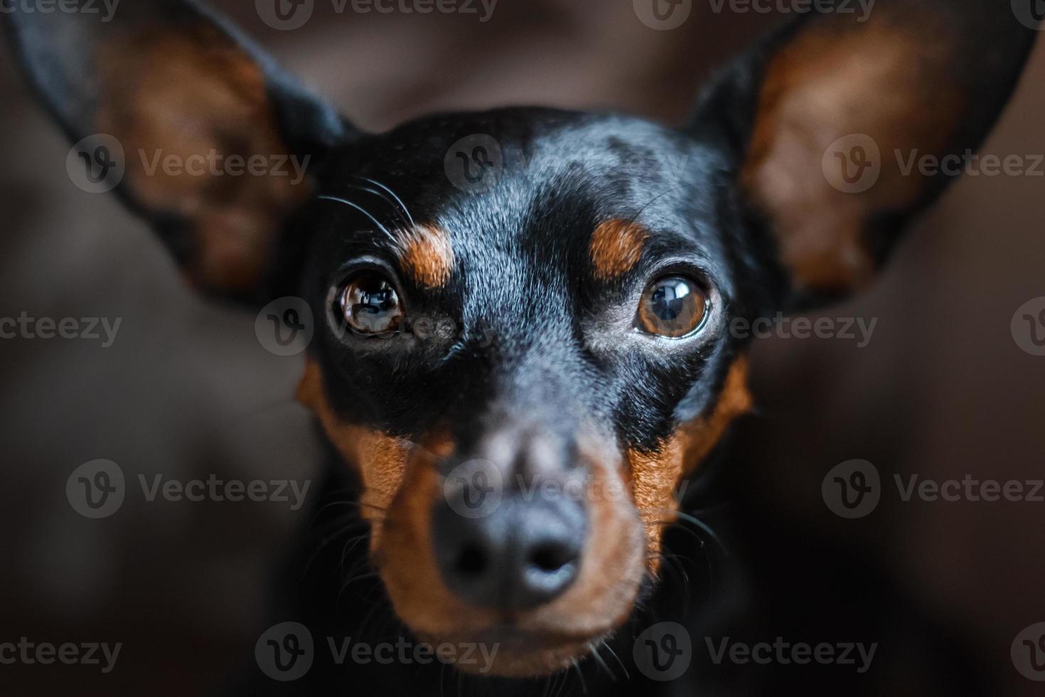 a portrait of a dog of a miniature pinscher, looks sadly into the camera. photo