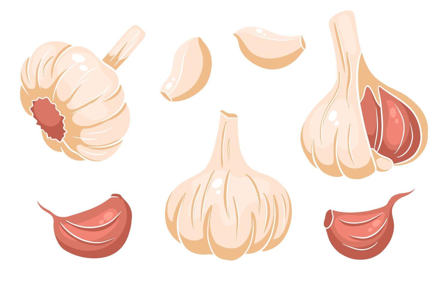 Garlic set. Head of garlic, cloves, peeled and husked. vector