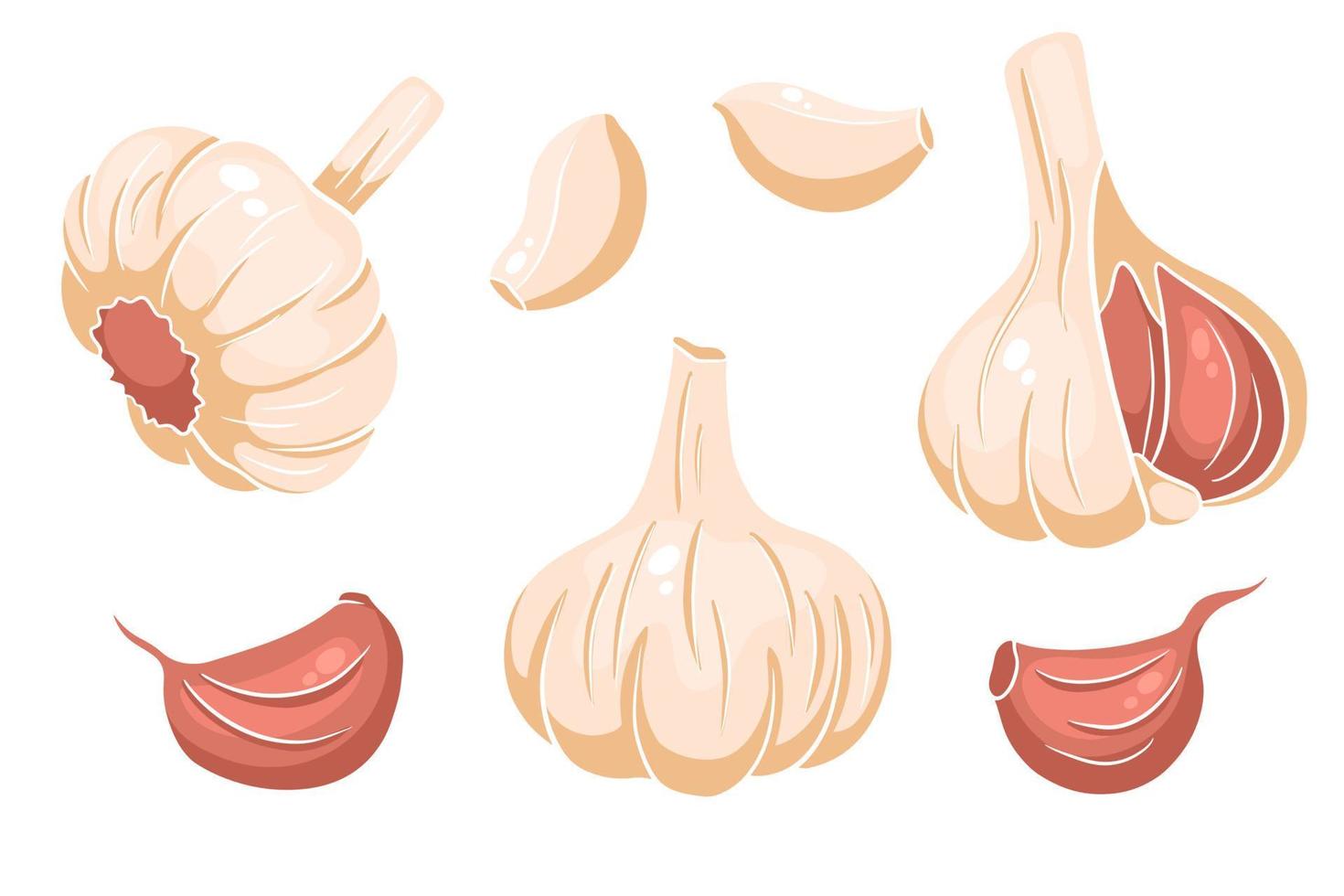 Garlic set. Head of garlic, cloves, peeled and husked. vector