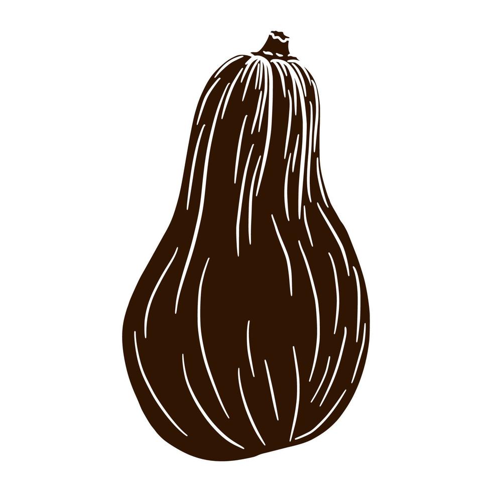 Butternut Squash Silhouette. Autumn pumpkin Illustration. Fresh gourd shadow. Element for autumn decorative design, halloween invitation, harvest, sticker, print, logo, menu, recipe vector