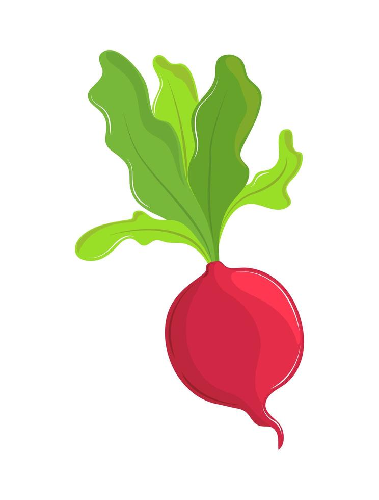 fresh vegetable radish vector