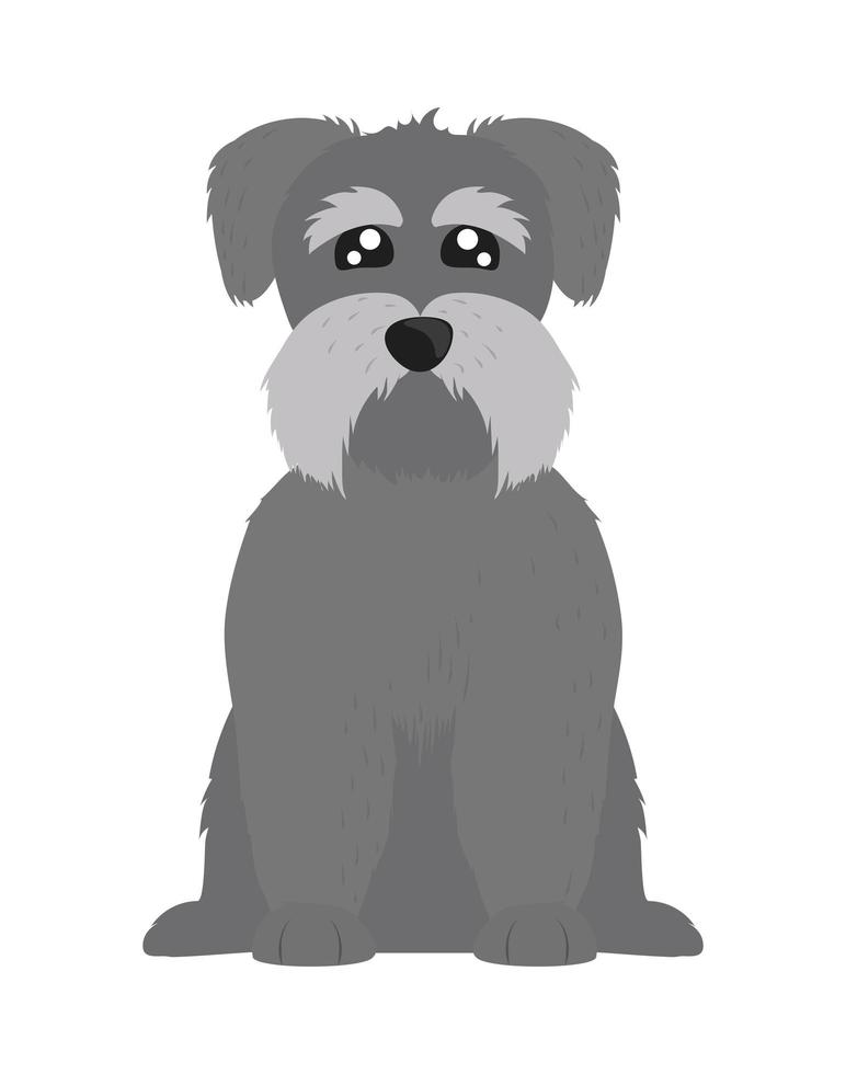 mascota perro schnauzer vector