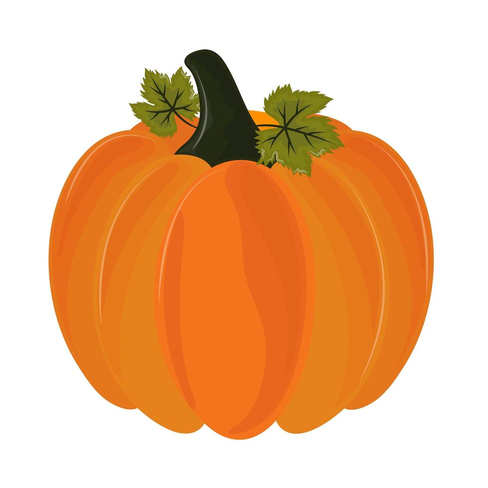 pumpkin harvest vegetable vector