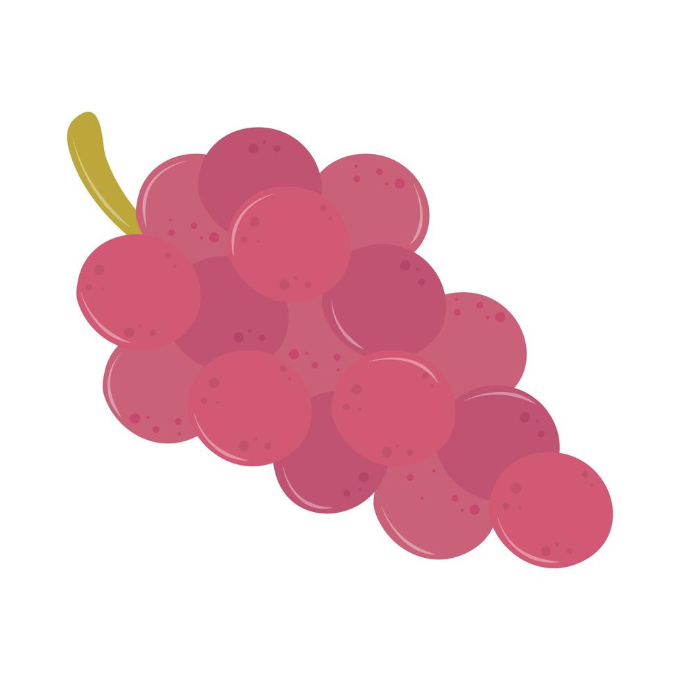 bunch grape fruits vector