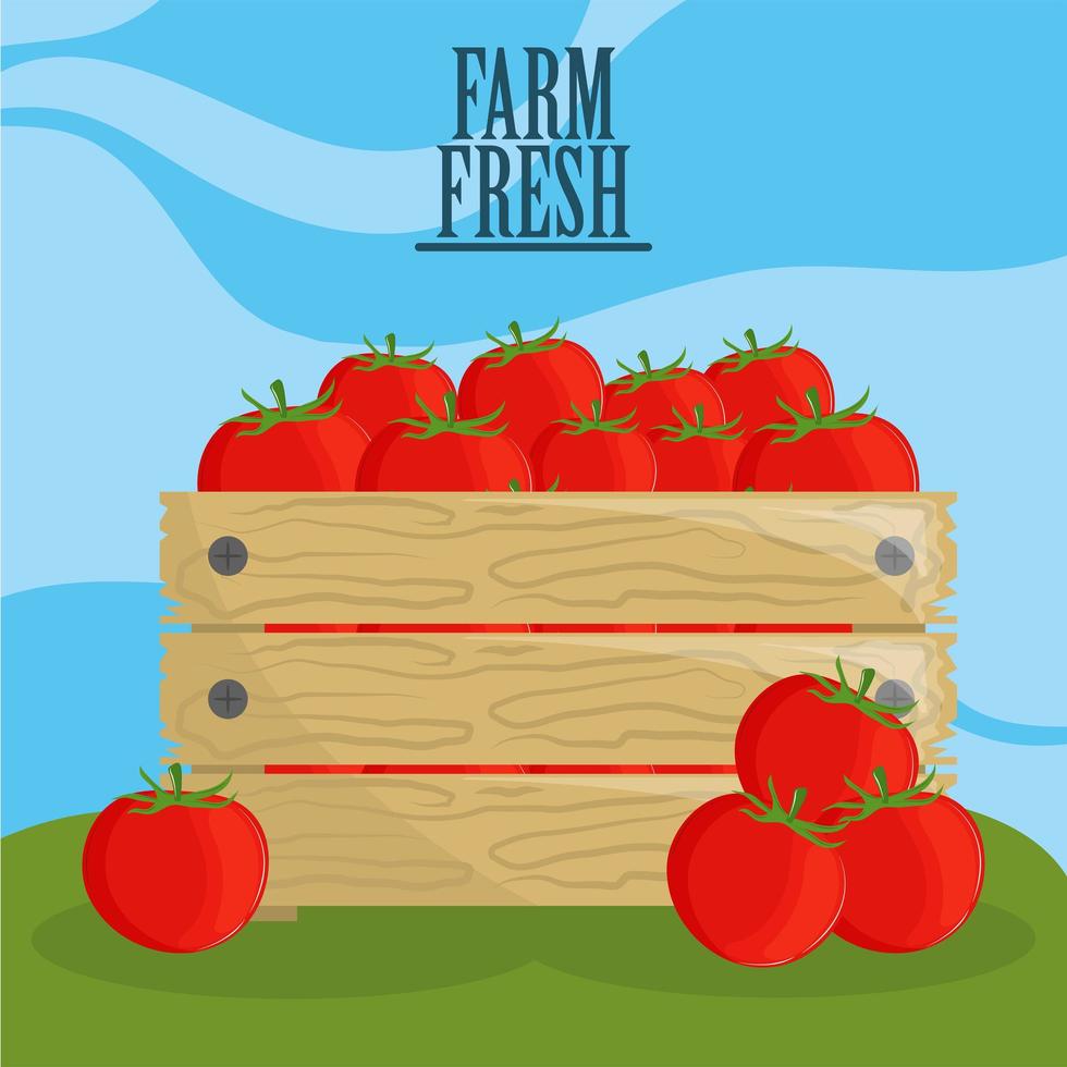 tomates frescos de granja vector