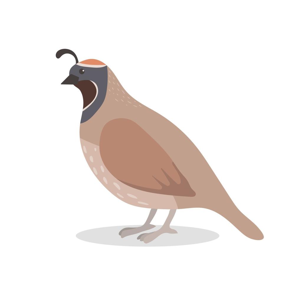Cute quail, vector childish illustration in flat style.