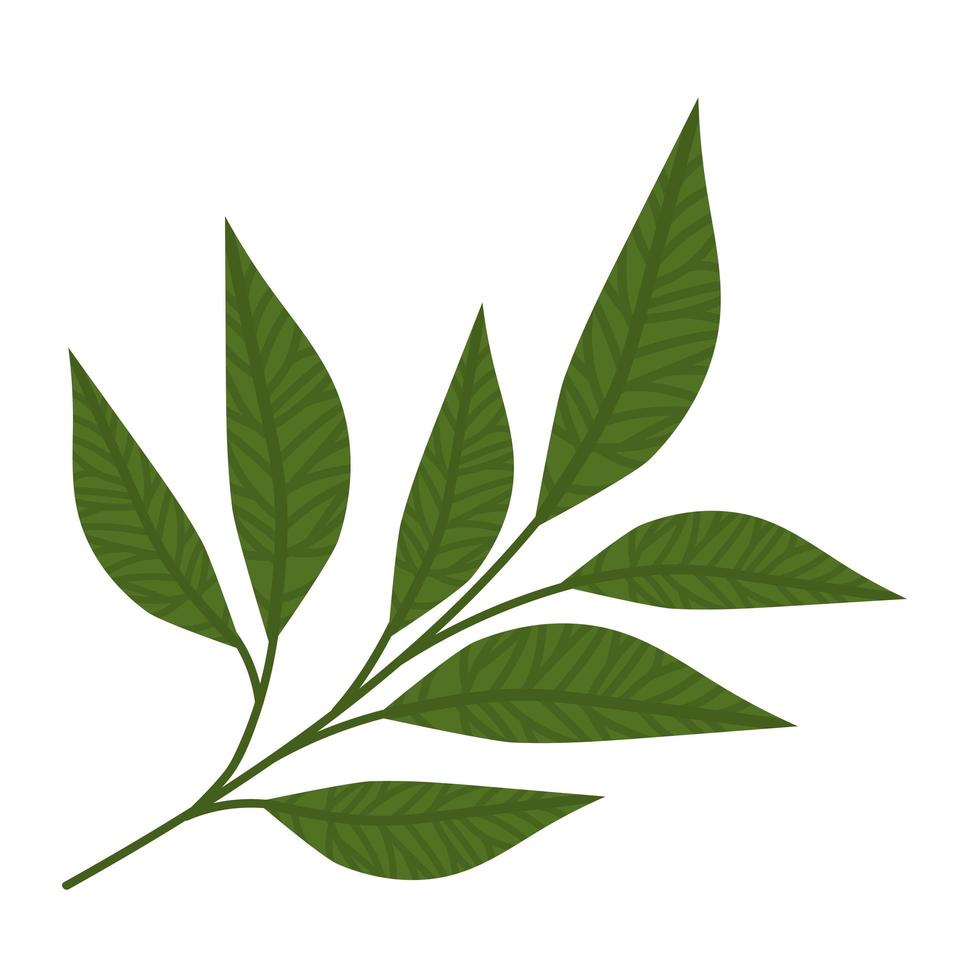 lanceolate leaves illustration vector