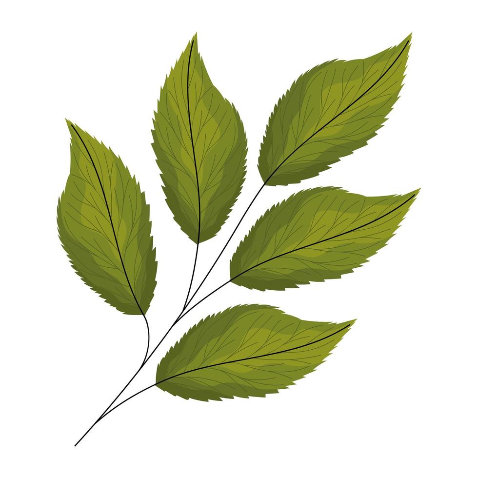 green lanceolate leaves vector