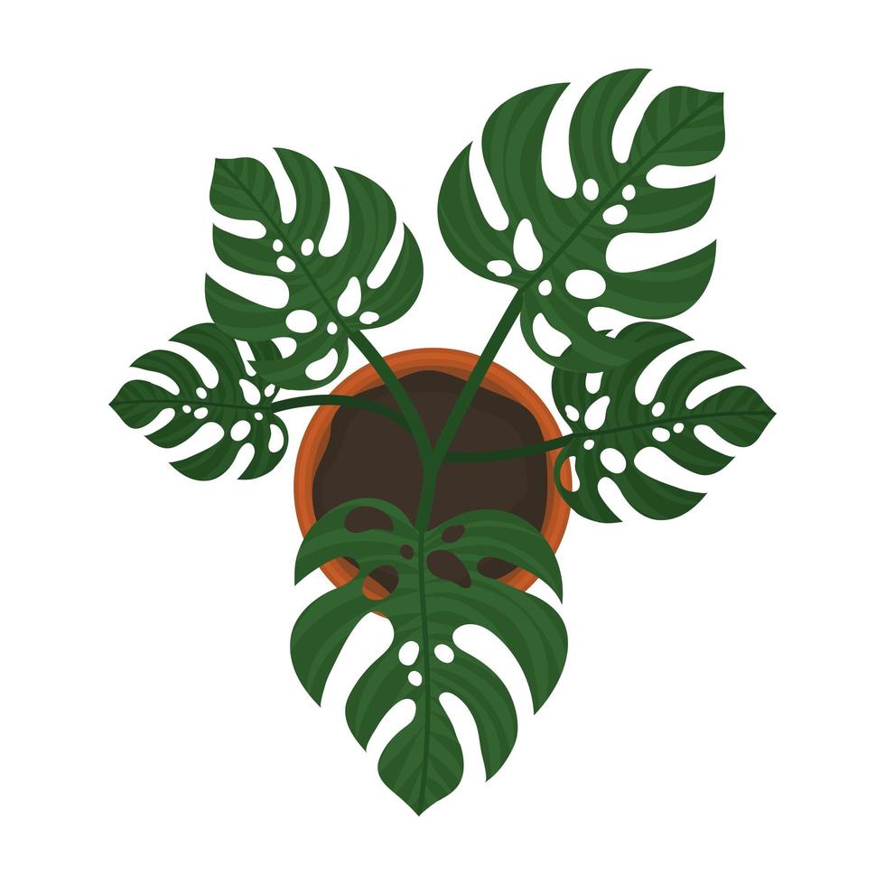 bonita planta monstera vector