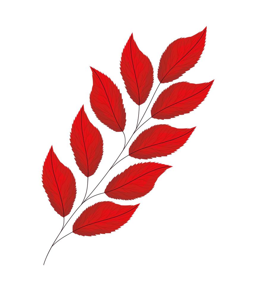 red lanceolate leaves vector