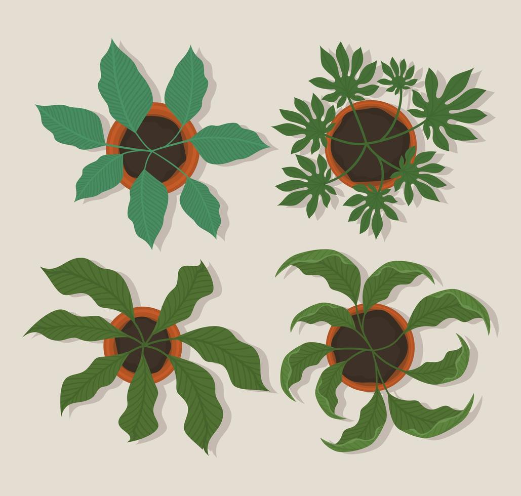 four plants on pots vector
