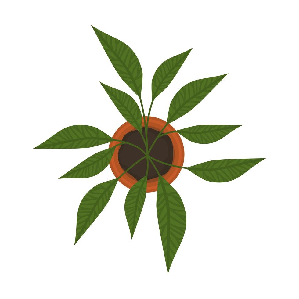pretty lanceolate plant vector