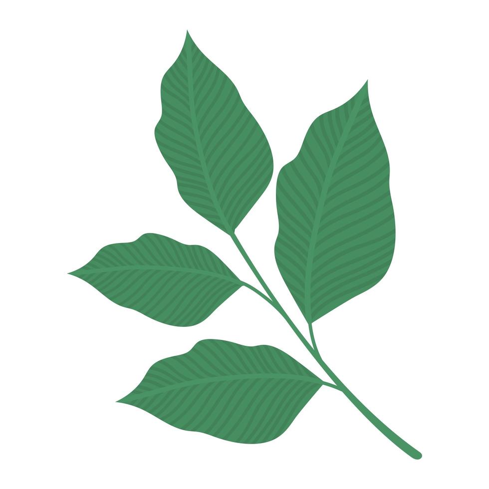 lanceolate leaves design vector