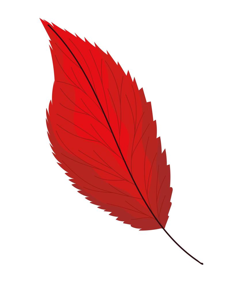 hoja lanceolada roja vector