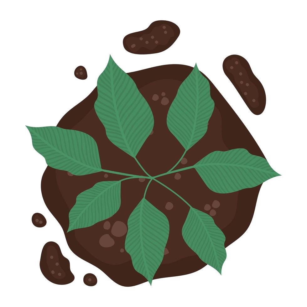 lanceolate plant illustration vector