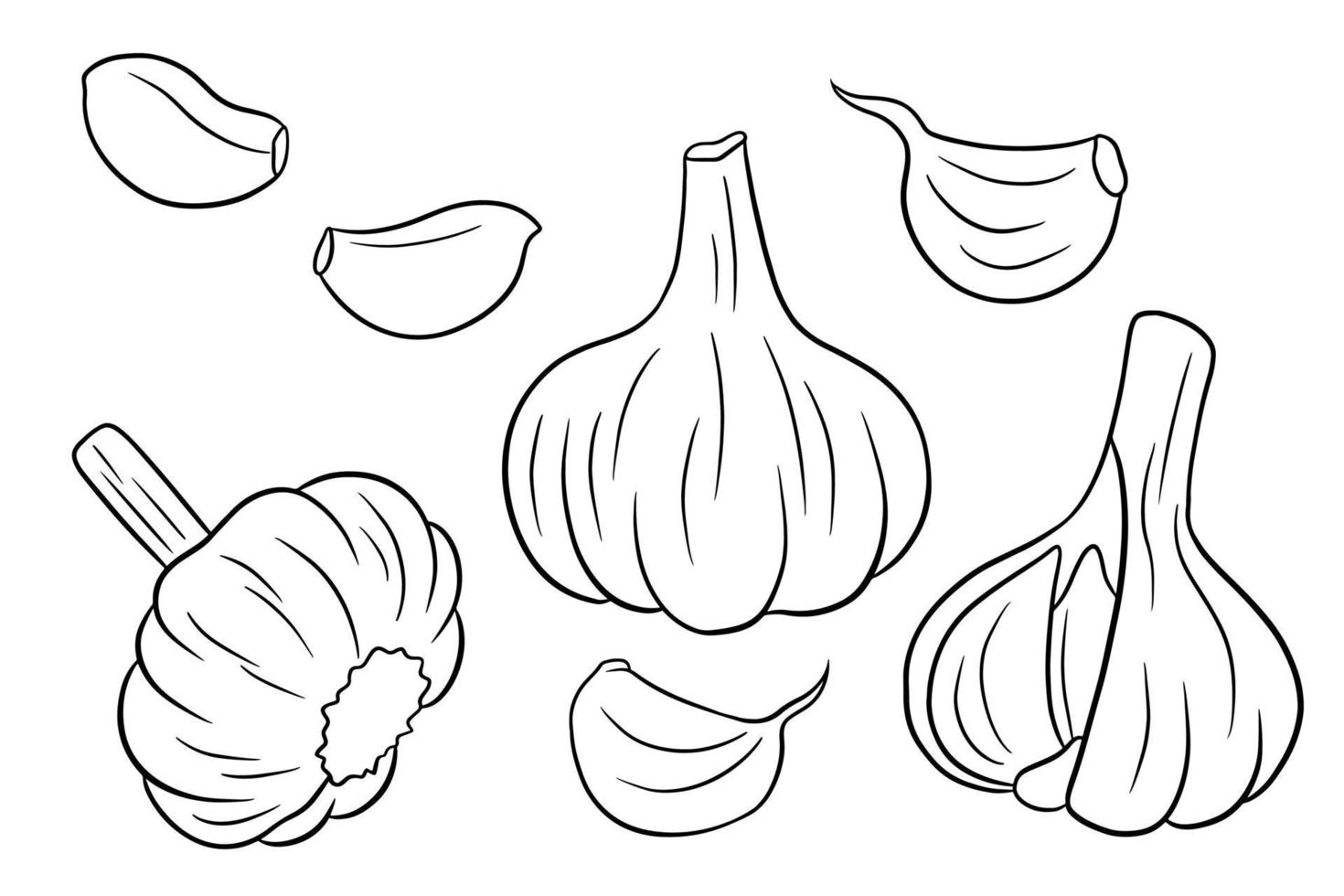 Garlic set. Head of garlic, cloves, peeled and husked. vector