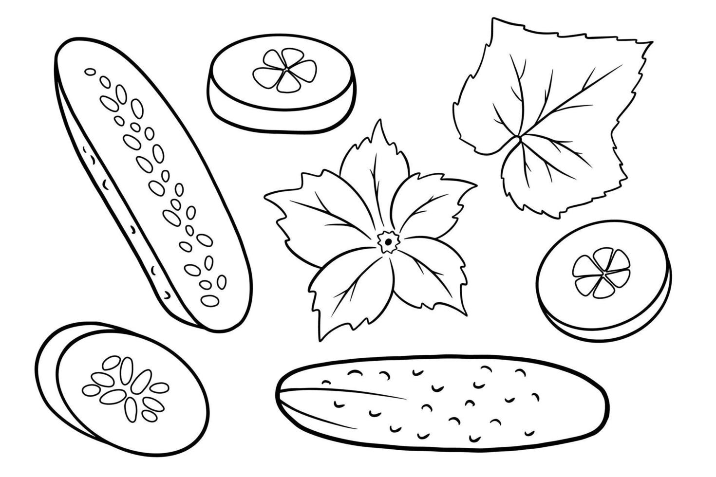 Cucumber set. Fresh cucumbers, wedges, half a cucumber, flower and leaf. vector