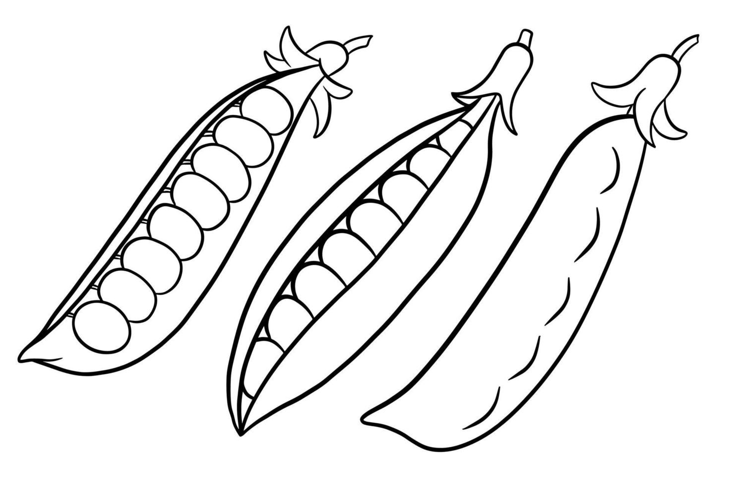 Peas set. Closed and open green pea pods. vector