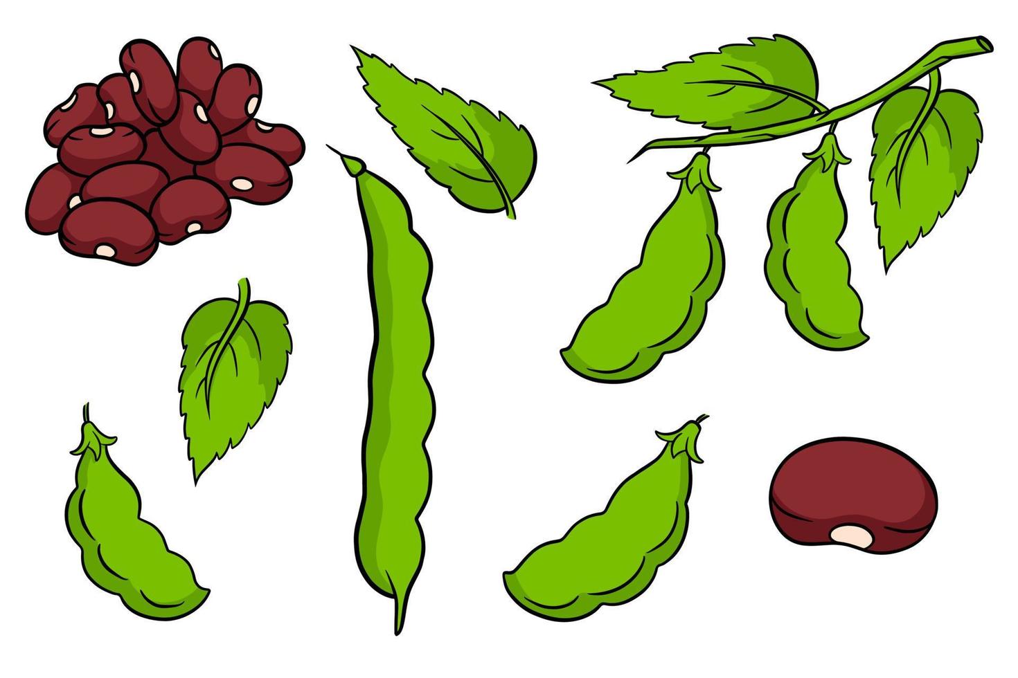 Beans set. Fresh green beans and red beans. vector