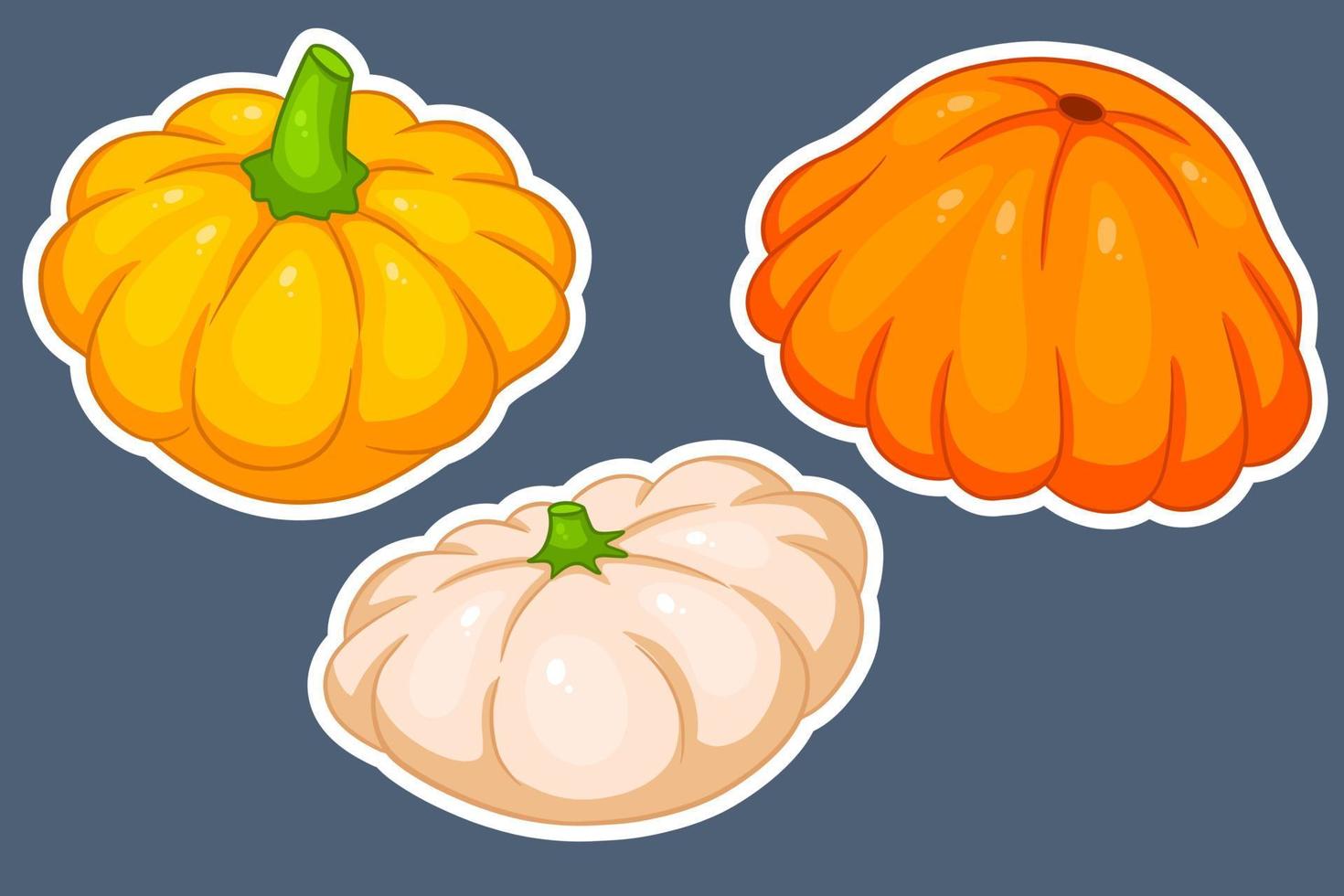 conjunto de calabaza. calabaza fresca amarilla, naranja y beige. vector