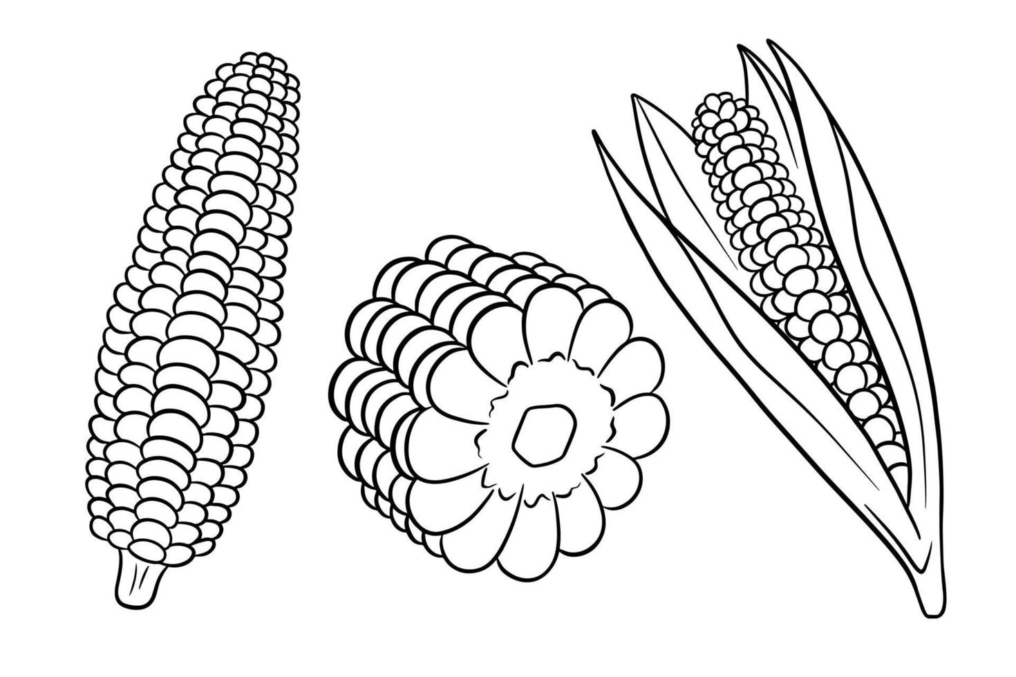 Corn set. Fresh corn cobs with and without leaves. vector