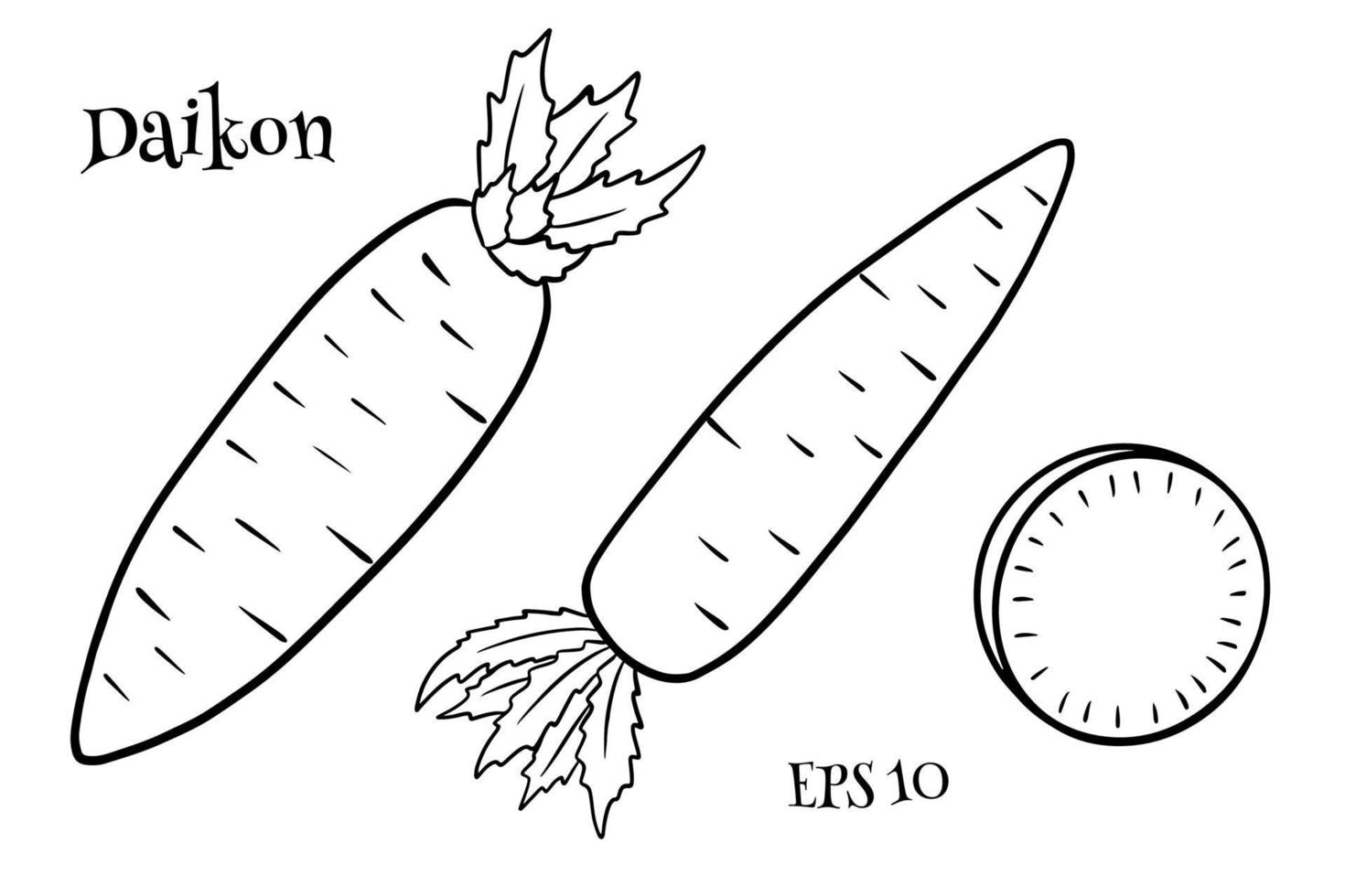 Daikon set. Fresh daikon and sliced wedges. vector