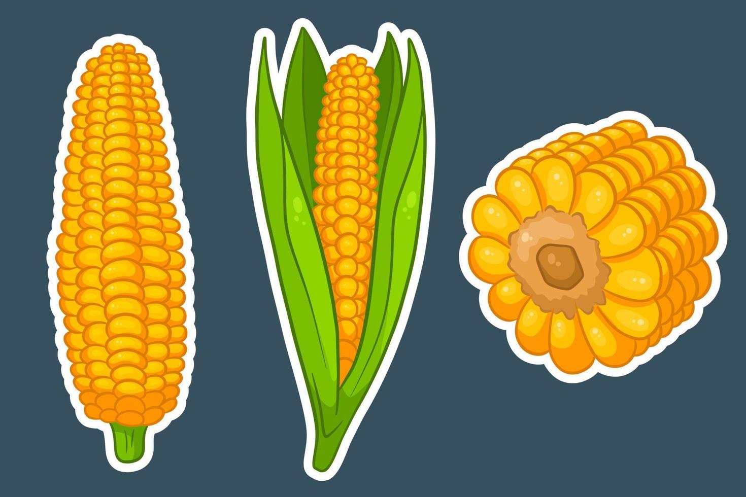 Corn set. Fresh corn cobs with and without leaves. vector