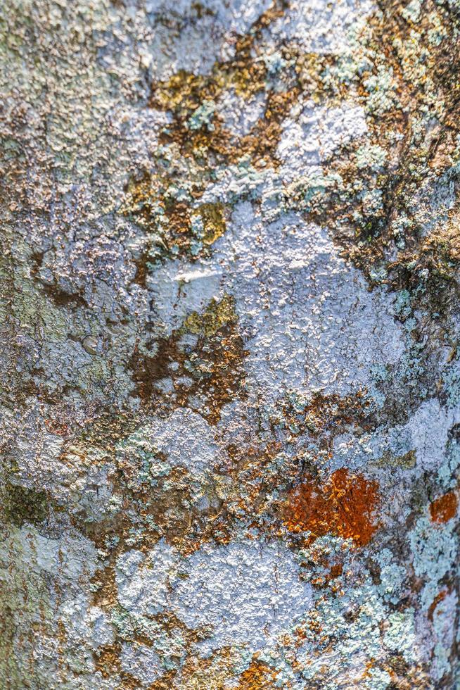 Tropical tree bark texture with green moss and lichen Brazil. photo