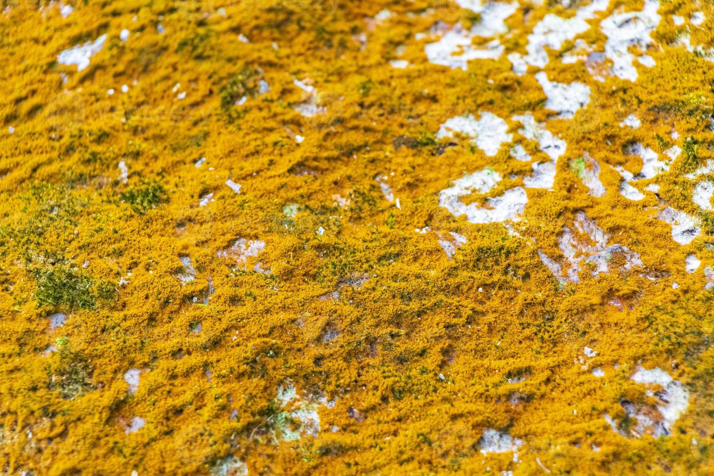 Stone rock texture with green moss and lichen in Brazil. photo