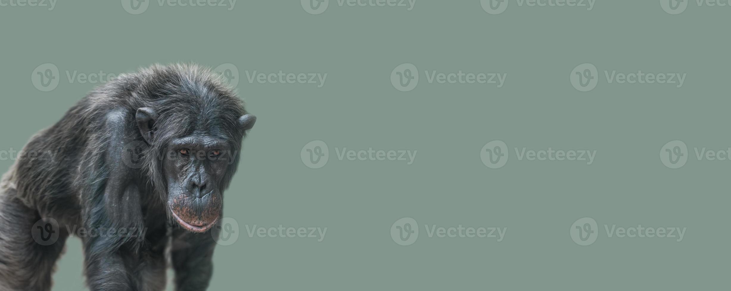 Banner with a walking old Chimpanzee portrait at solid light green background with copy space for text. Concept biodiversity and wildlife conservation. photo