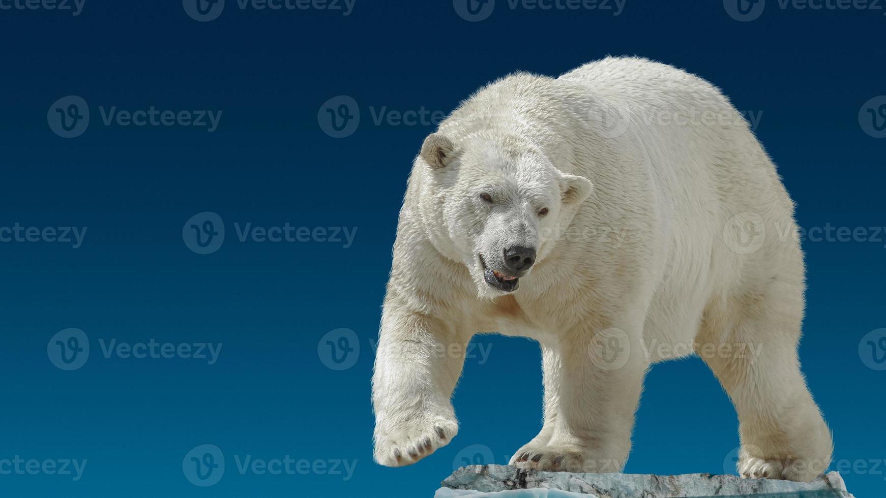 Banner with big polar bear standing at small iceberg chunk in gradient blue sky background with copy space, closeup, details. photo