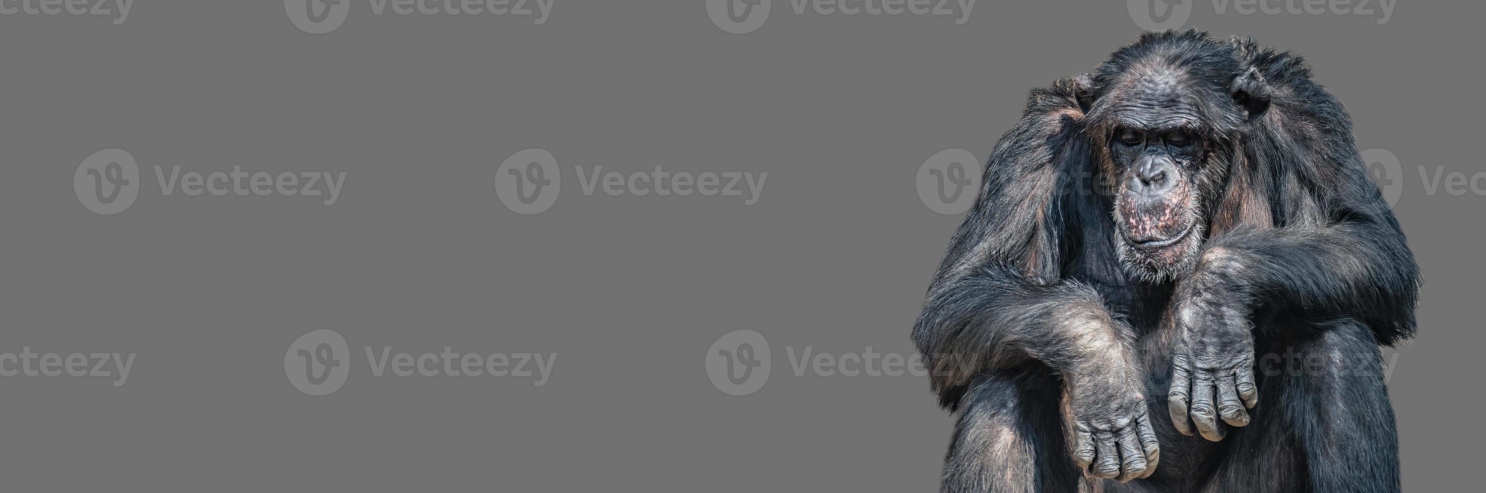 Banner with a portrait of tired bored Chimpanzee, closeup, details with copy space and solid background. Concept biodiversity, animal care, welfare and wildlife conservation photo