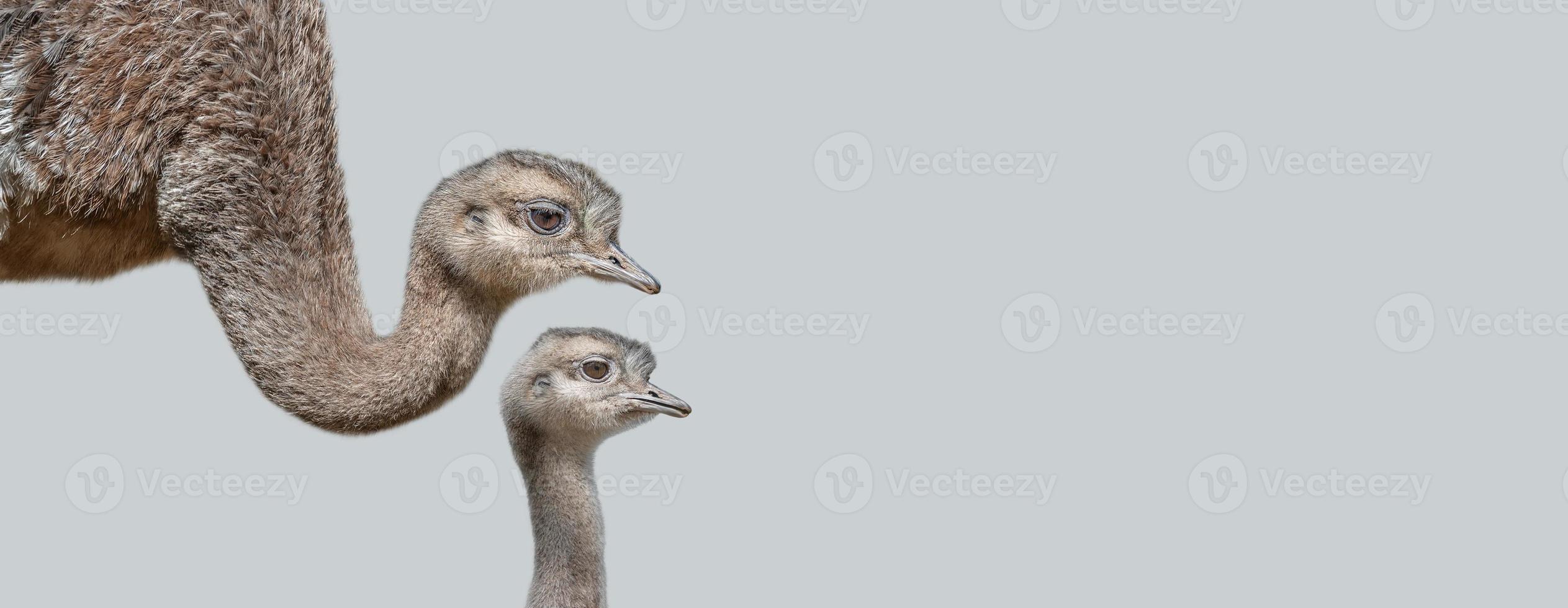 Banner with an ostrich mother with her cute and curious chick at solid grey background with copy space. Concept of biodiversity and wildlife conservation. photo