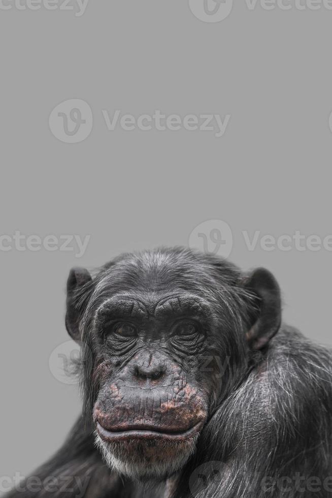 portada con un retrato de chimpancé sonriente feliz, primer plano, detalles con espacio de copia y fondo sólido. concepto de biodiversidad, cuidado de los animales, bienestar y conservación de la vida silvestre. foto