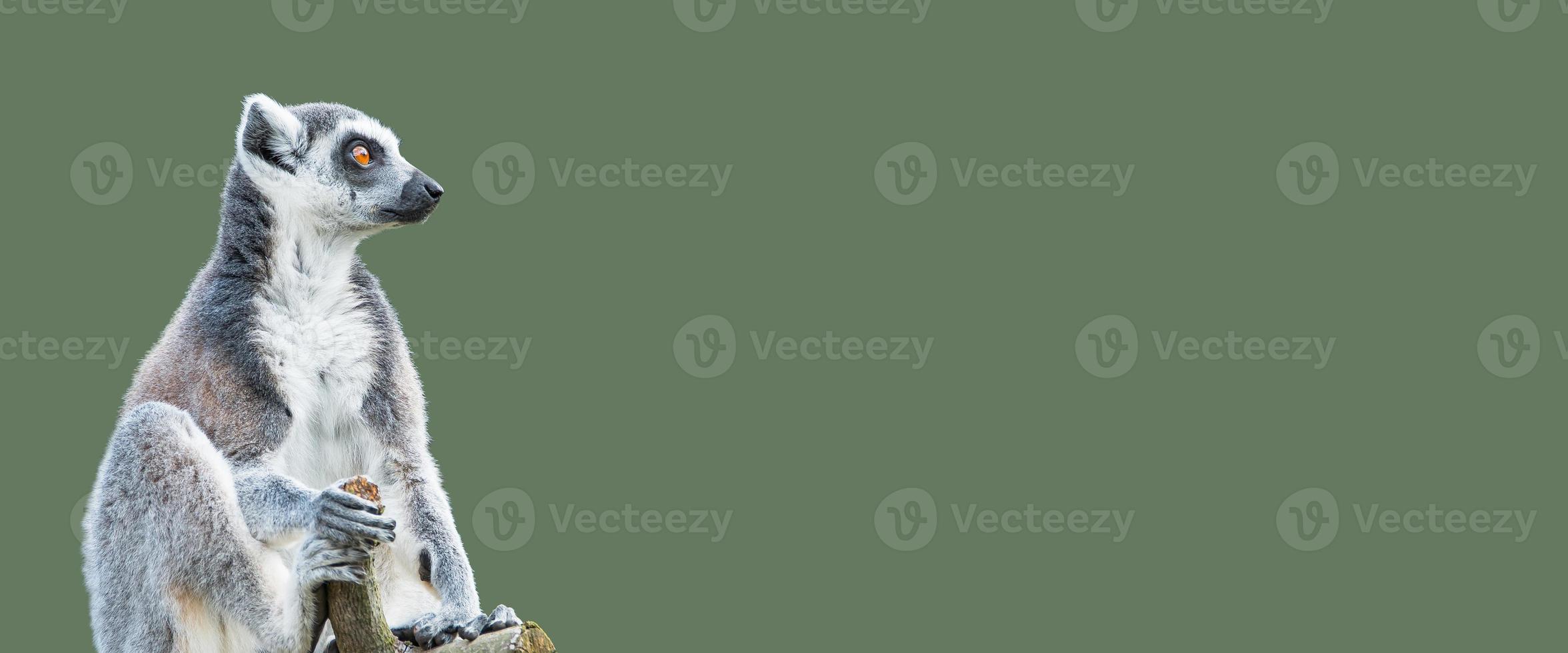 banner con un retrato de un lindo lémur de Madagascar de cola anillada disfrutando del verano, primer plano, con espacio de copia y fondo verde sólido. concepto de biodiversidad, bienestar animal y conservación de la vida silvestre. foto